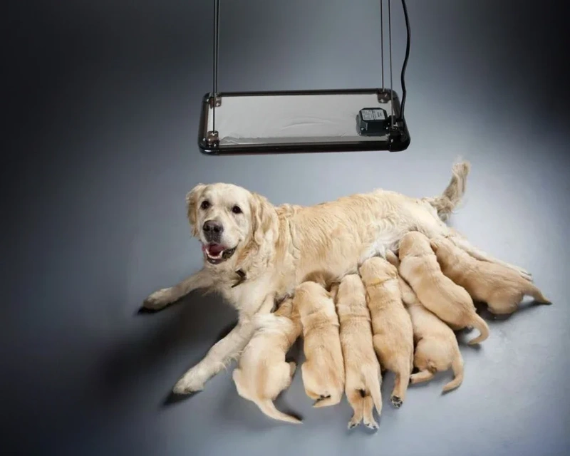 WARMPANEL for puppies